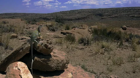 Lizard King of Chaco Canyon Vídeos de archivo 52310633