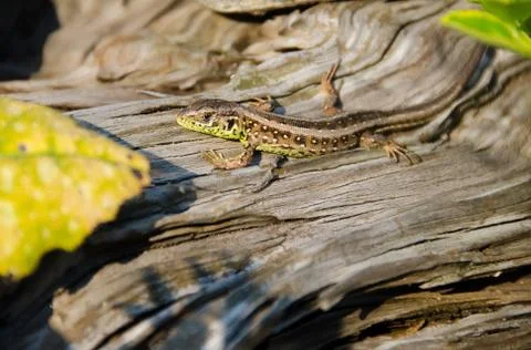 Lizard, lacerta agilis Stock Photos
