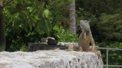 Lizard Large Stock Footage 21960545