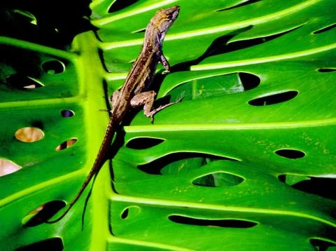 Lizard on a Large Leaf Stock Photos