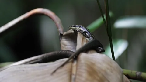 Lizard lay on leaf in rainforest undergrowth Stock Footage 158808457