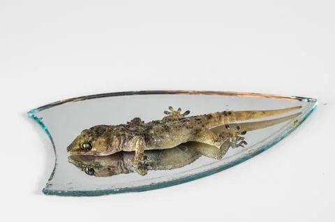 A lizard is laying on a glass surface Stock Photos