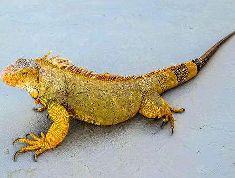 A lizard is laying on a grey surface Stock Photos