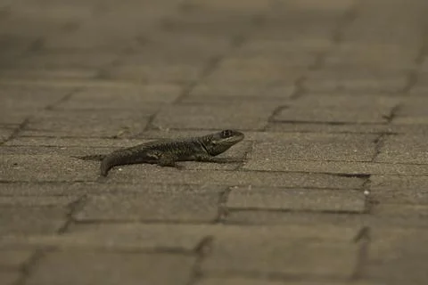 A lizard is laying on the ground in front of a brick wall Stock Photos