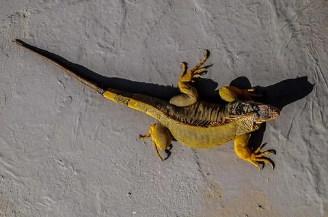A lizard laying on the ground with its tail curled up Stock Photos