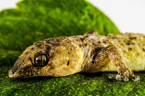 A lizard is laying on a leaf Stock Photos