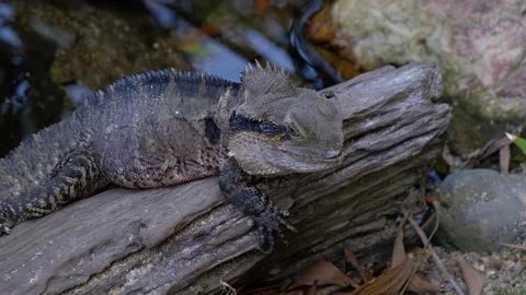 Lizard laying on log Stock Footage 112366889