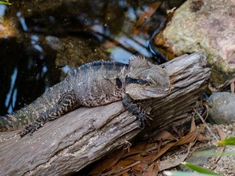 Lizard laying on log Stock Photos