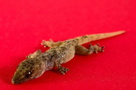 A lizard is laying on a red background Stock Photos