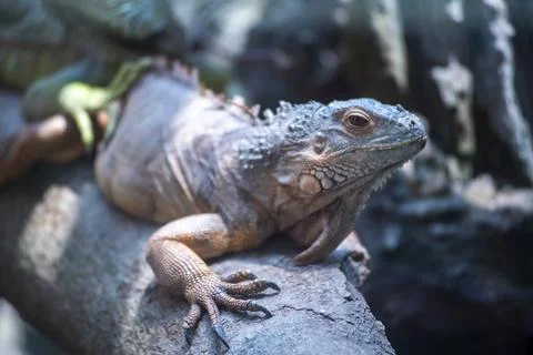 Lizard is laying on a rock Stock Photos