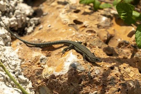 A lizard is laying on a rock Stock Photos