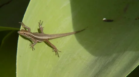 Lizard on leaf Stock Footage 61085442