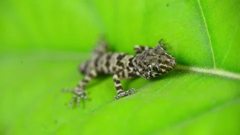 Lizard on a leaf Stock Footage 136034452