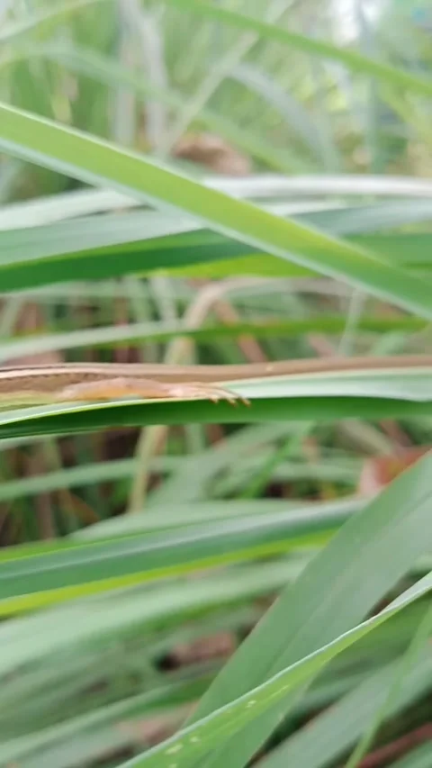 A lizard on a leaf in the garden Stock Footage 265572889
