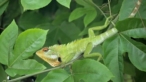 Lizard Leafs Animal Tree 4k Stock Footage 85758243