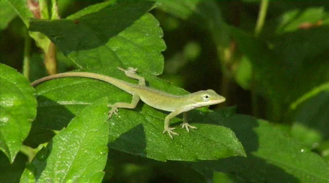 Lizard on leafs Stock Footage 371504