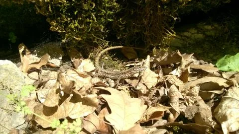 Lizard in leaves 写真素材
