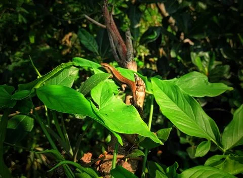 Lizard on the leaves Stock Photos