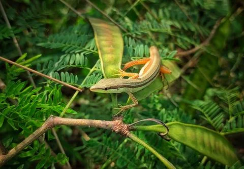 Lizard on the leaves plant Stock Photos