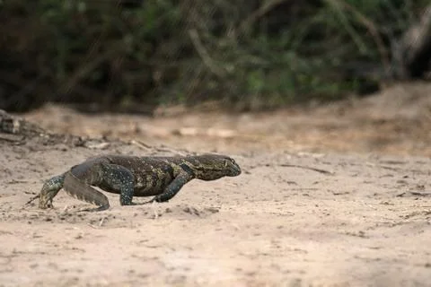 Lizard legavaan Stock Photos