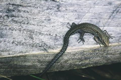 The lizard lies Stock Photos