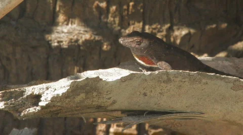 Lizard on Limb Stock Footage 420130