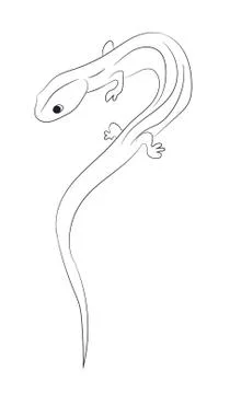Lizard lines, vector Stock Illustration