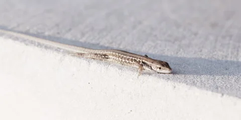 Lizard lizard basking beside natural terrain Stock Footage 321495793