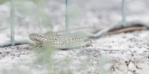 Lizard lizard moving on sunlit ground Stock Footage 321495795