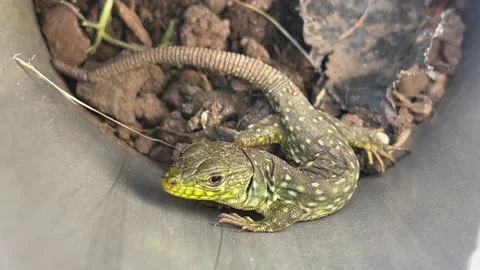 Lizard locked in a pipeline Stock Footage 157741716