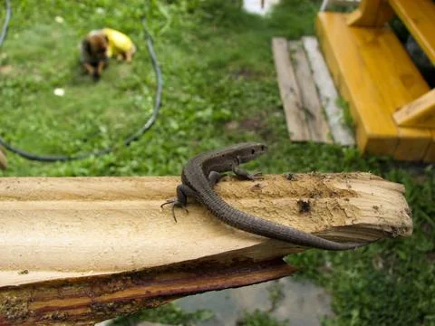 Lizard on a log in the garden. Close-up. Stock Photos