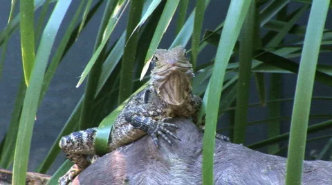 Lizard on log with greenery.  Stock Footage 156180