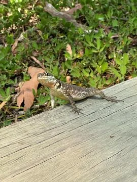 Lizard on a log outdoors Stock Photos