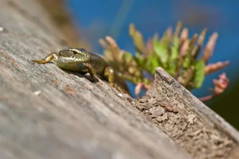 Lizard on log Stock Photos