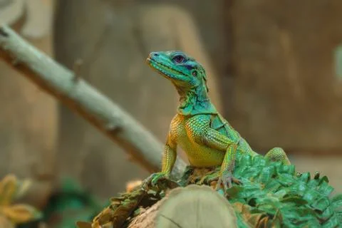 Lizard on a log Stock Photos