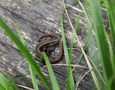 Lizard on a log under the leaves of grass Stock Photos