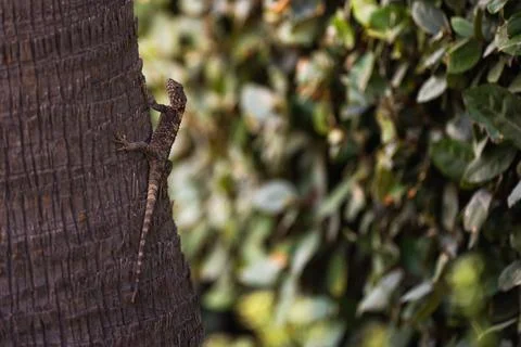 A lizard with a long tail on a palm tree trunk with a background of blurred g Stock Photos
