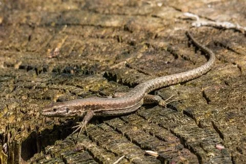 Lizard with long tail Foto stock