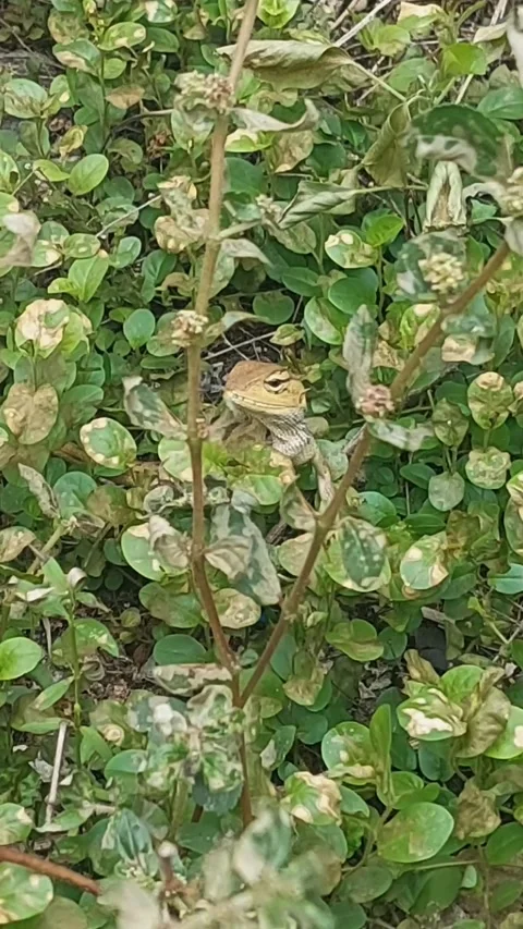 Lizard Look among the Leaves Stock Footage 292244163