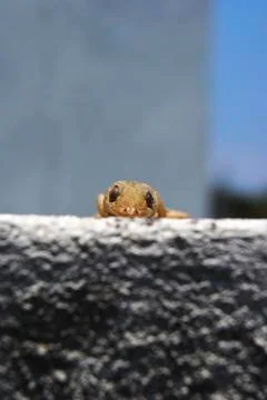 Lizard look on stone edge Stock Photos