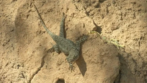 Lizard looking around in desert Stock Footage 99079120