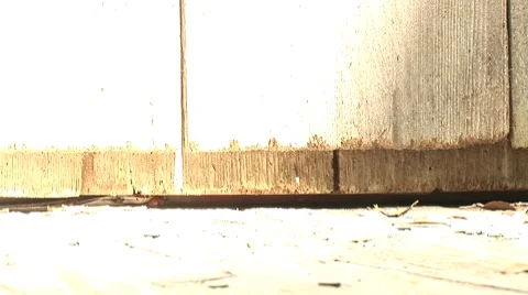 Lizard looking around Stock Footage 7754334