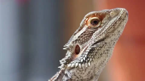 Lizard looking Around Vidéo 16246158