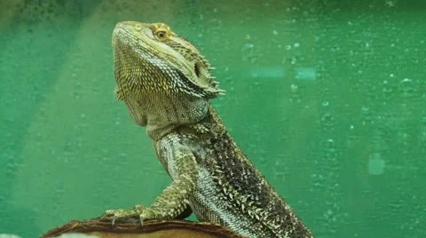 Lizard looking around Stock Footage 50726053