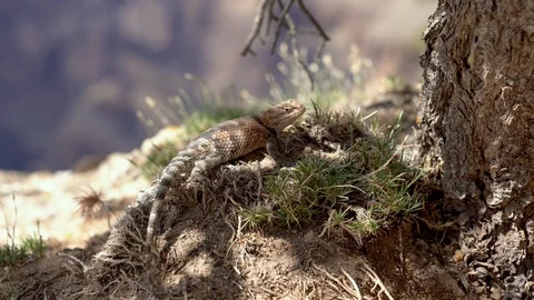 Lizard looking camera rest breathing on the rock Video stock 103533634