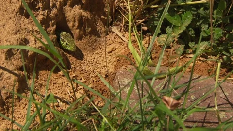 Lizard looking out of its hiding place Stock Footage 329105841