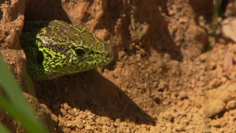 Lizard looking out of its hiding place Stock Footage 329105848