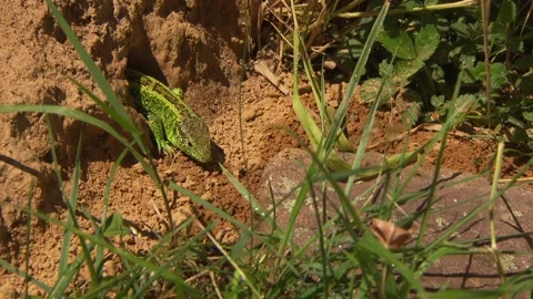 Lizard looking out of its hiding place Stock Footage 329105885