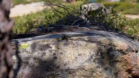 Lizard Looking While Sat On Rock Slow Motion Stock Footage 302591933
