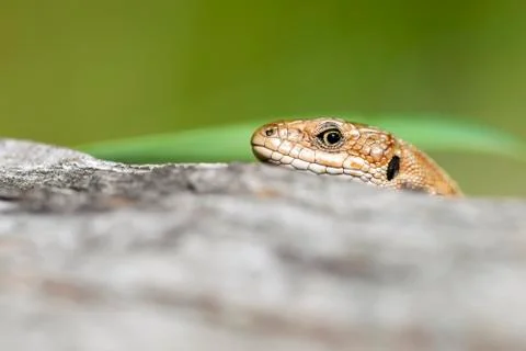 Lizard looks skeptical Foto stock